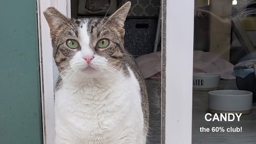 Candy, Adult Domestic Short Hair (short coat), cat for adoption in San Rafael, California