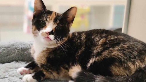 SASHA - Domestic Short Hair available for adoption
