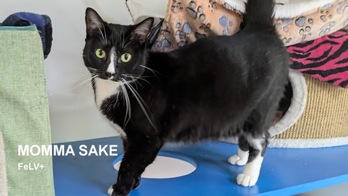 picture of the cat needing adoption