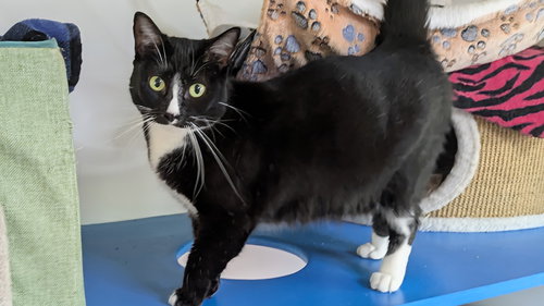 MOMMA SAKE - Domestic Short Hair available for adoption