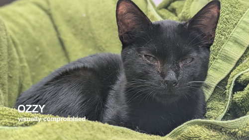 OZZY - Domestic Short Hair available for adoption