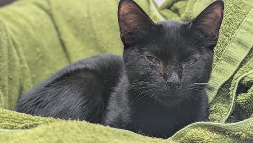 OZZY - Domestic Short Hair available for adoption