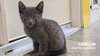 Samson - Photo 4