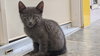 Samson - Photo 5