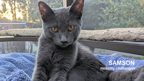 picture of the cat needing adoption