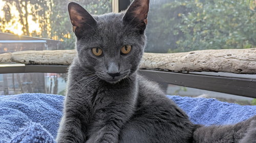 SAMSON - Domestic Short Hair available for adoption