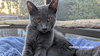 Samson - Photo 3