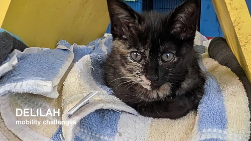 picture of the cat needing adoption