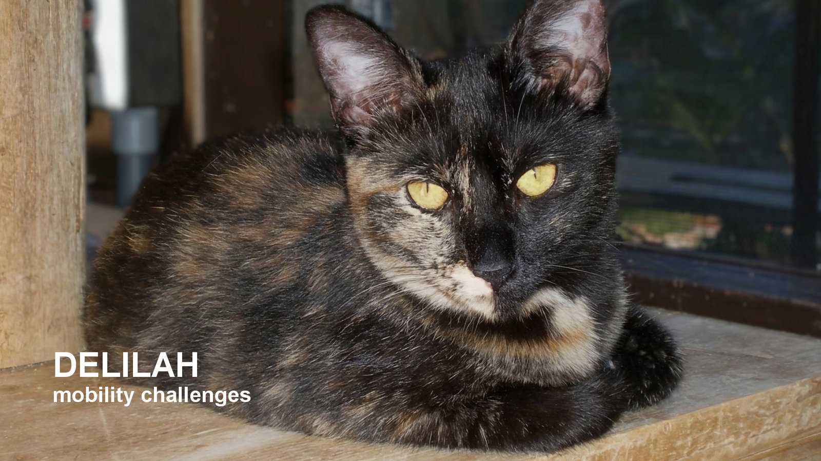 Delilah