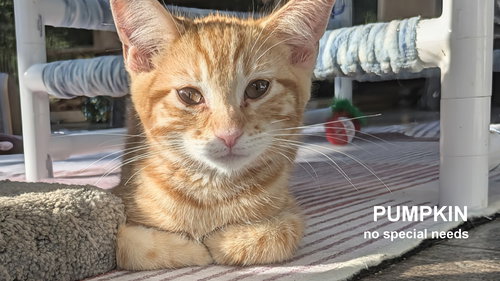 PUMPKIN - Domestic Short Hair available for adoption