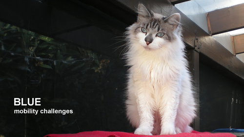 picture of the cat needing adoption