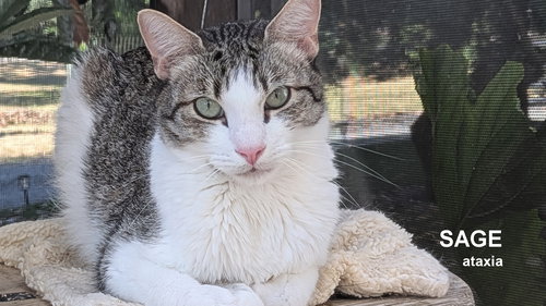 picture of the cat needing adoption