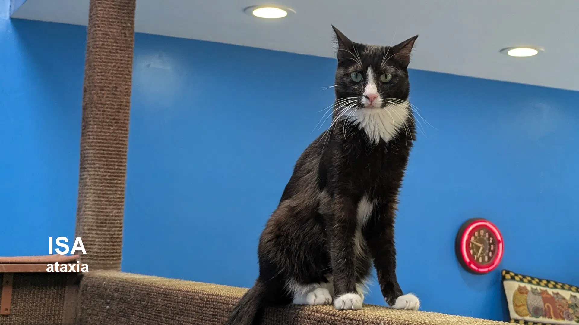 Isa - Domestic Short Hair