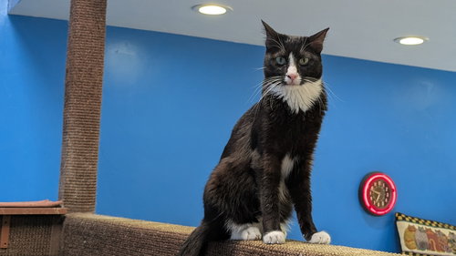ISA - Domestic Short Hair available for adoption