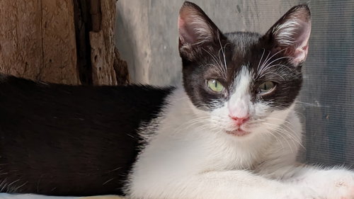 POE - Domestic Short Hair available for adoption