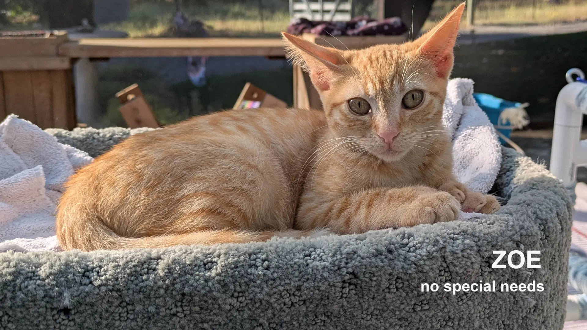 Zoe - Domestic Short Hair