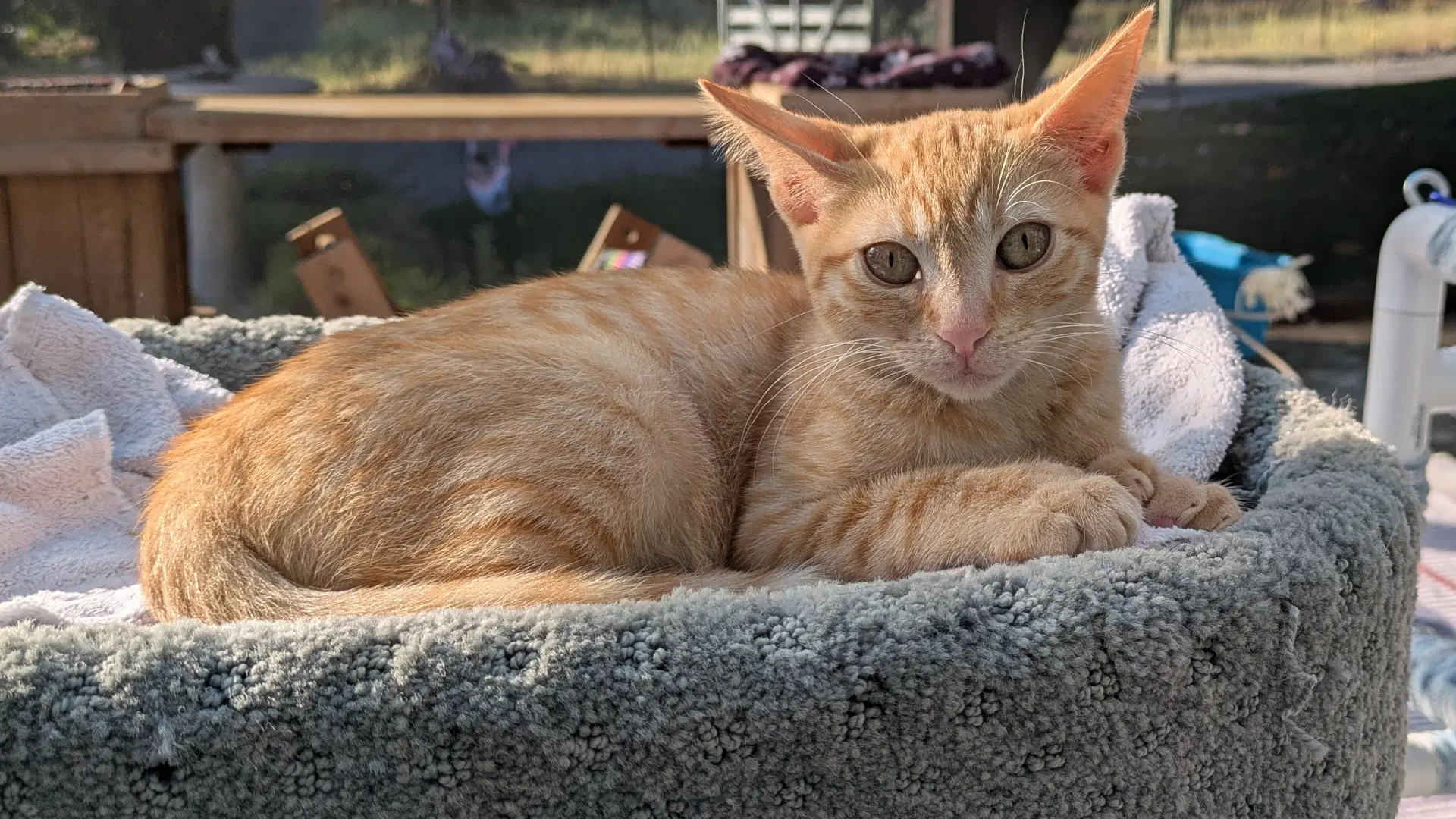 Zoe image 2