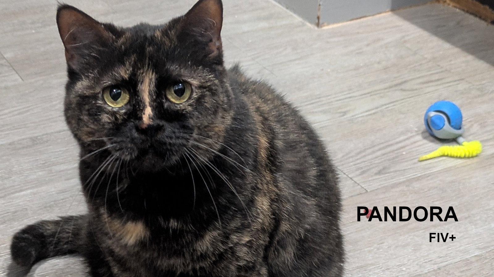 Pandora