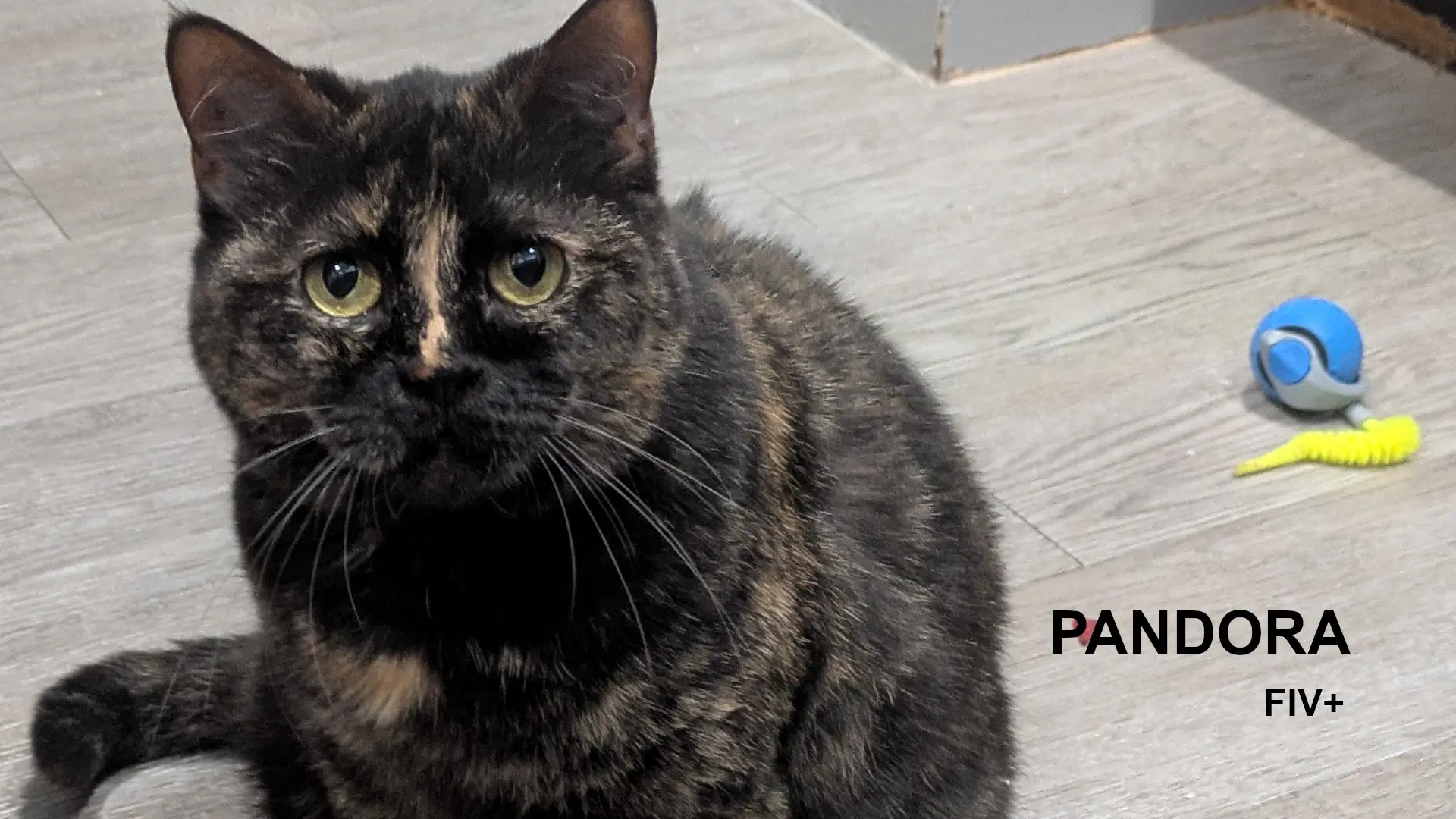 Pandora - Tortoiseshell