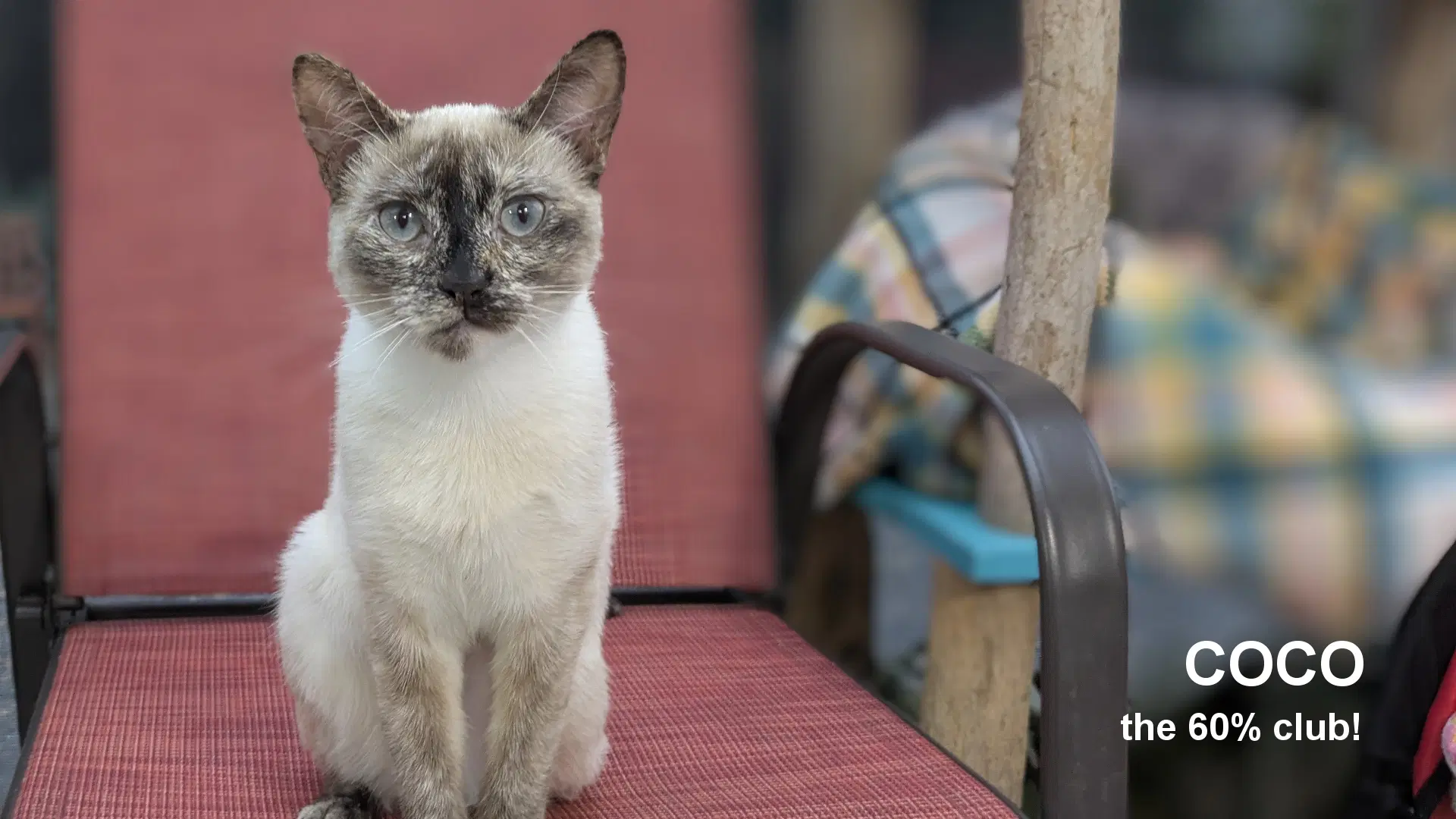 Coco - Siamese