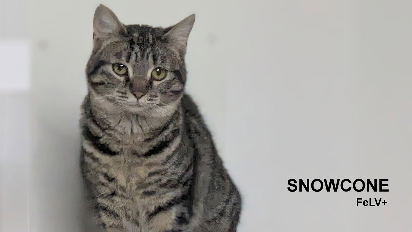 Snowcone