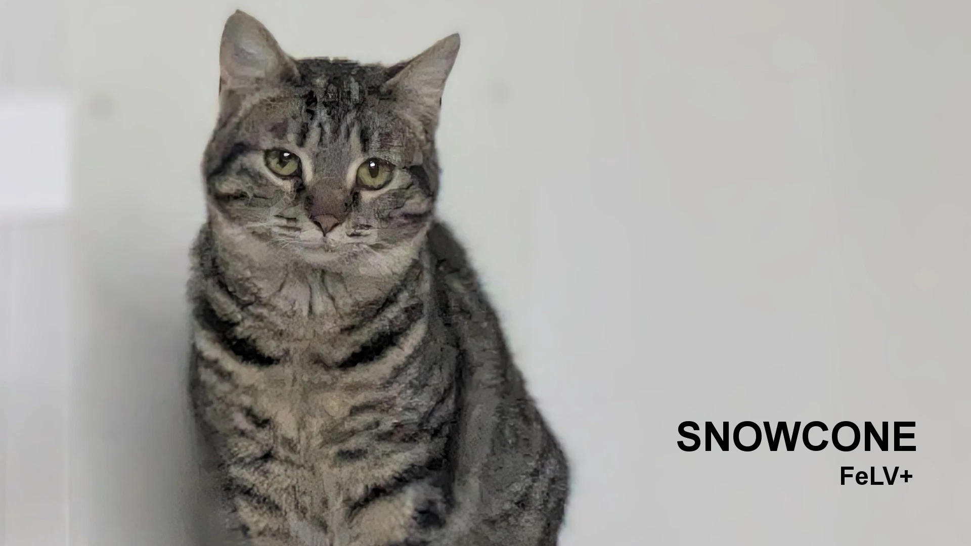 Snowcone