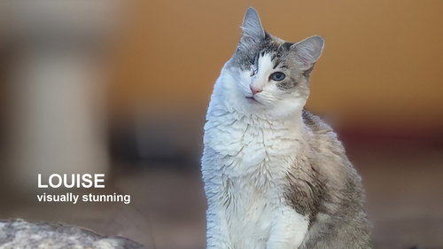 picture of the cat needing adoption