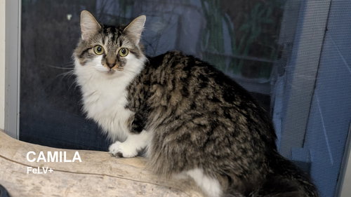 Camila, Young Domestic Long Hair (long coat), cat for adoption in Rohnert Park, California