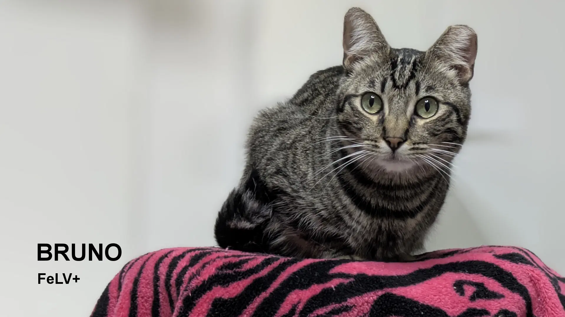 Bruno - Domestic Short Hair