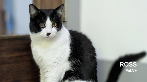 Ross, an adoptable Domestic Short Hair in Santa Rosa, CA