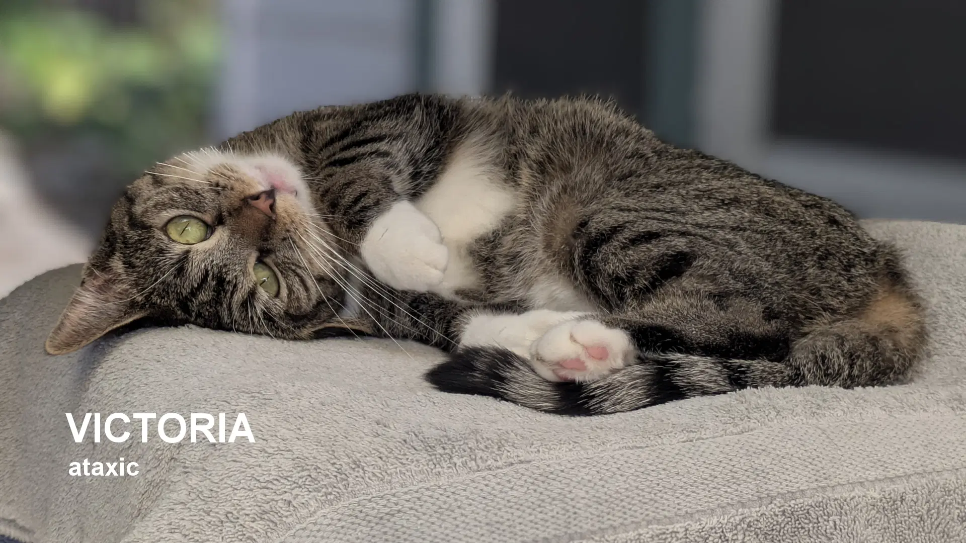 Victoria - Domestic Short Hair