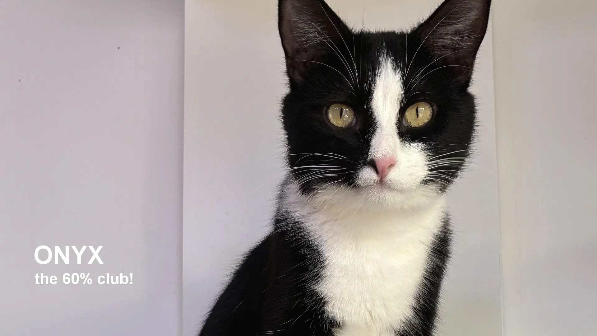 Onyx - Domestic Short Hair