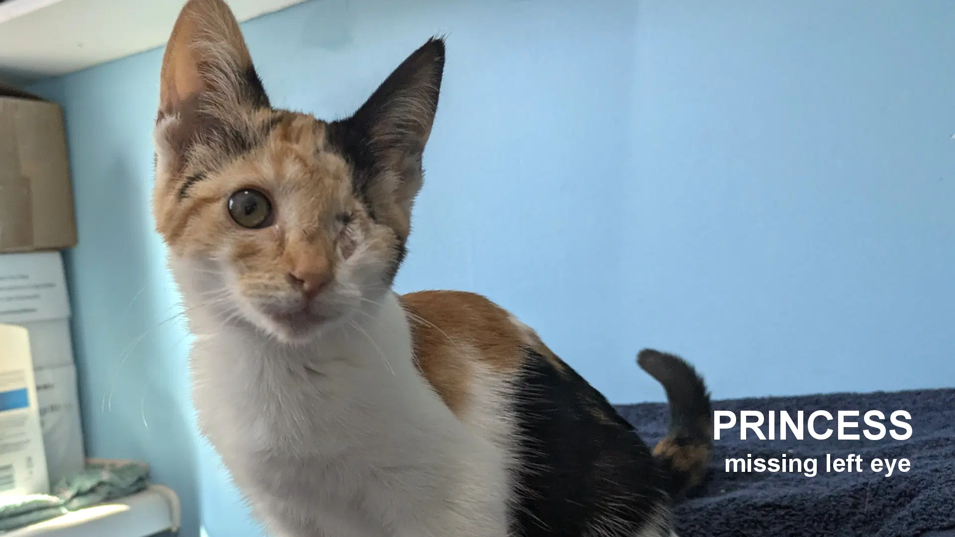 Princess - Calico