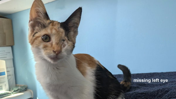 Princess