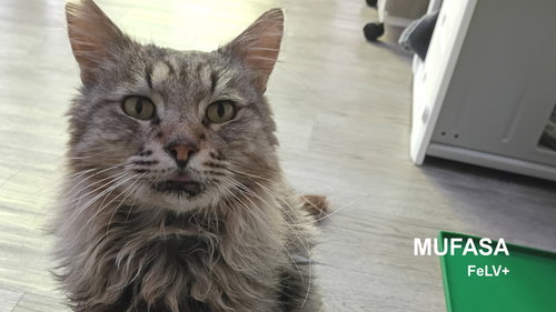 picture of the cat needing adoption