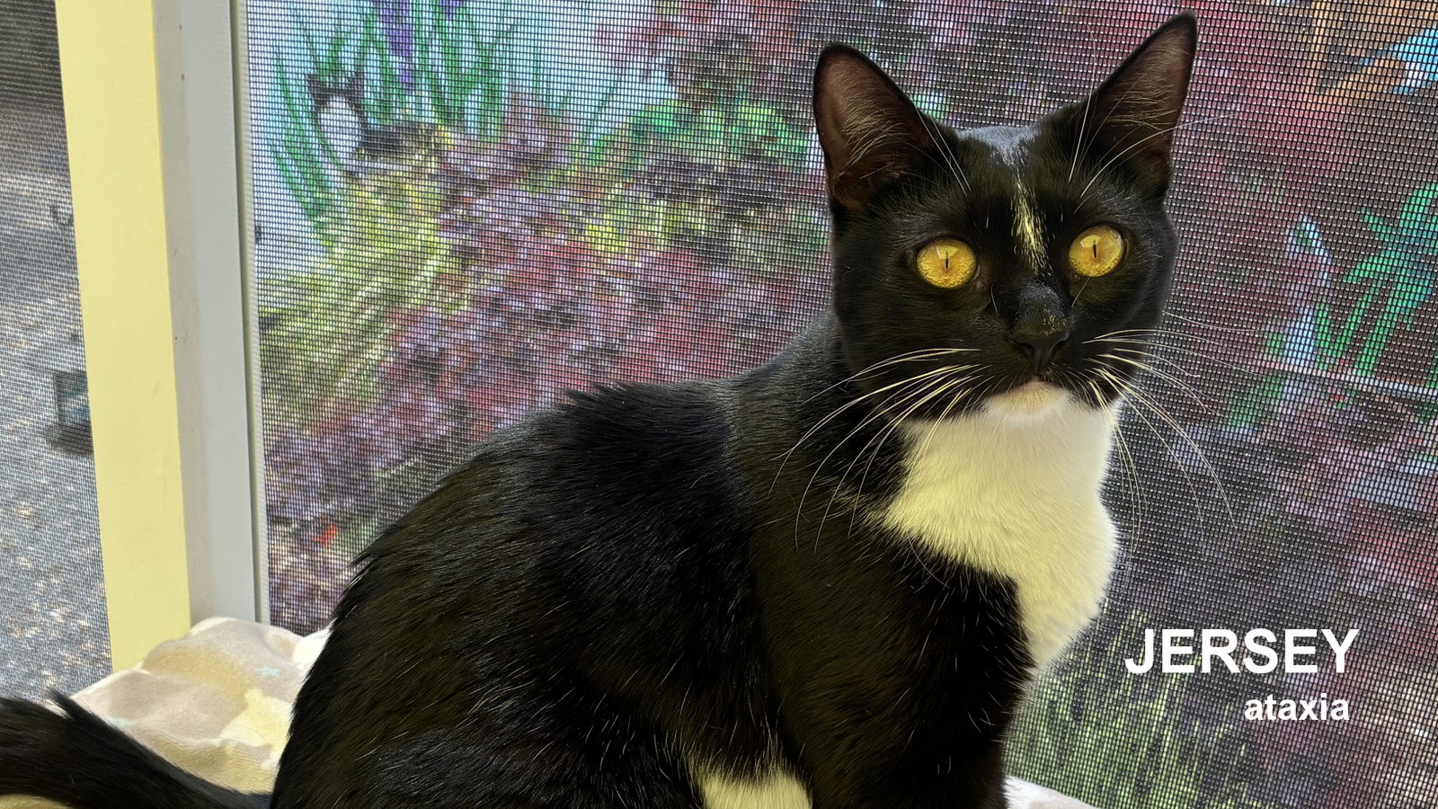 Jersey, Domestic Short Hair