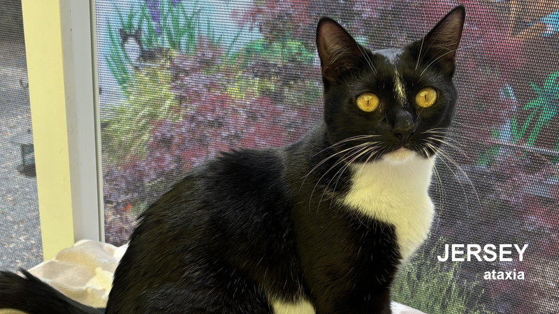 Jersey, a young female cat up for adoption