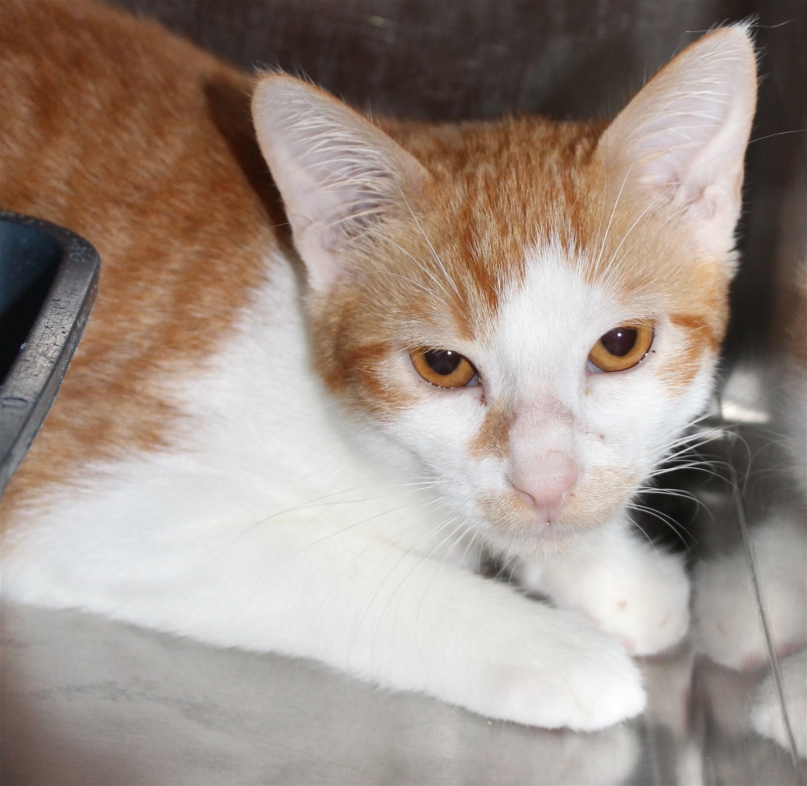 adoptable Cat in Hilton Head Island, SC named Walnut