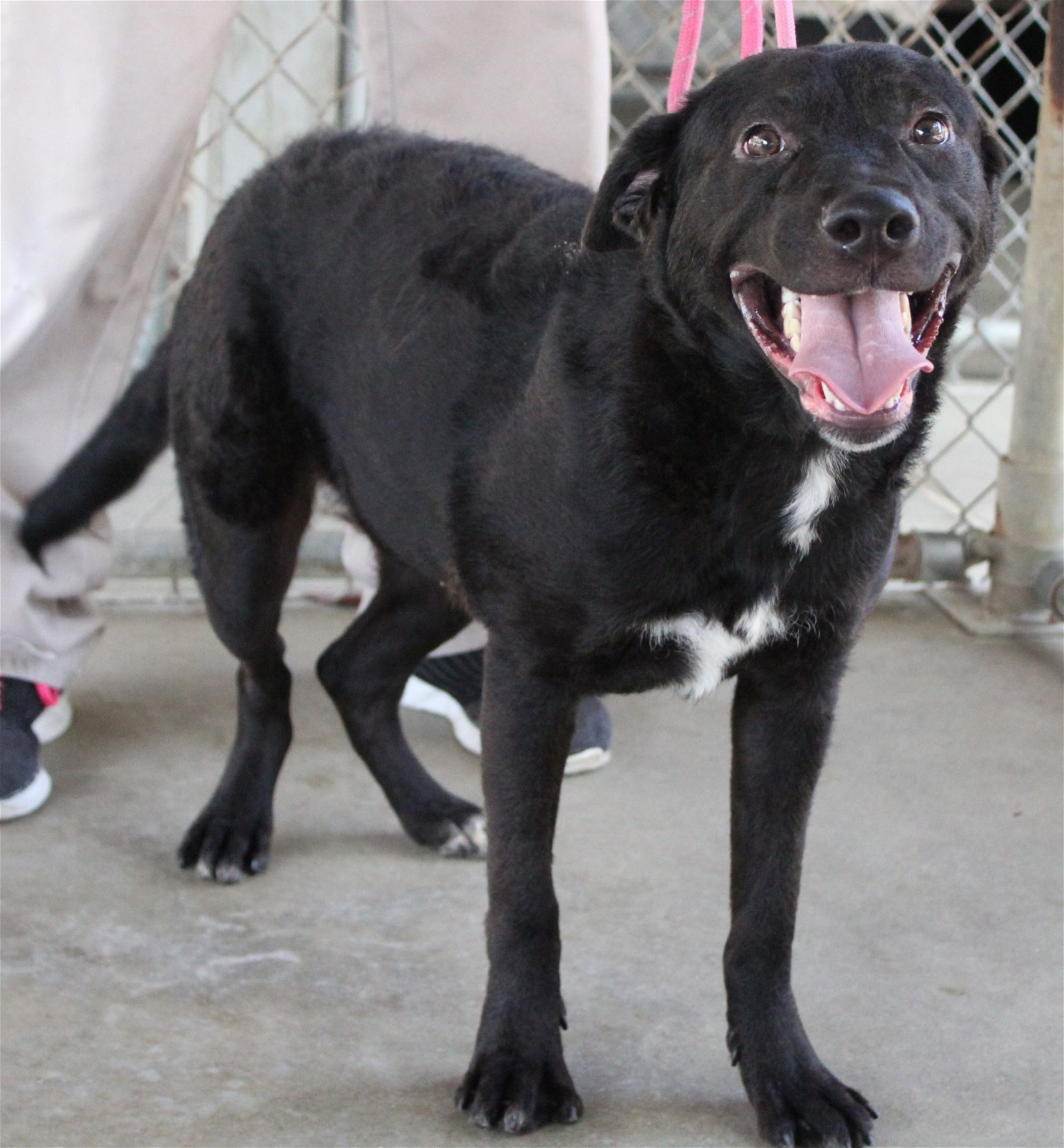 adoptable Dog in Hilton Head Island, SC named Day Z