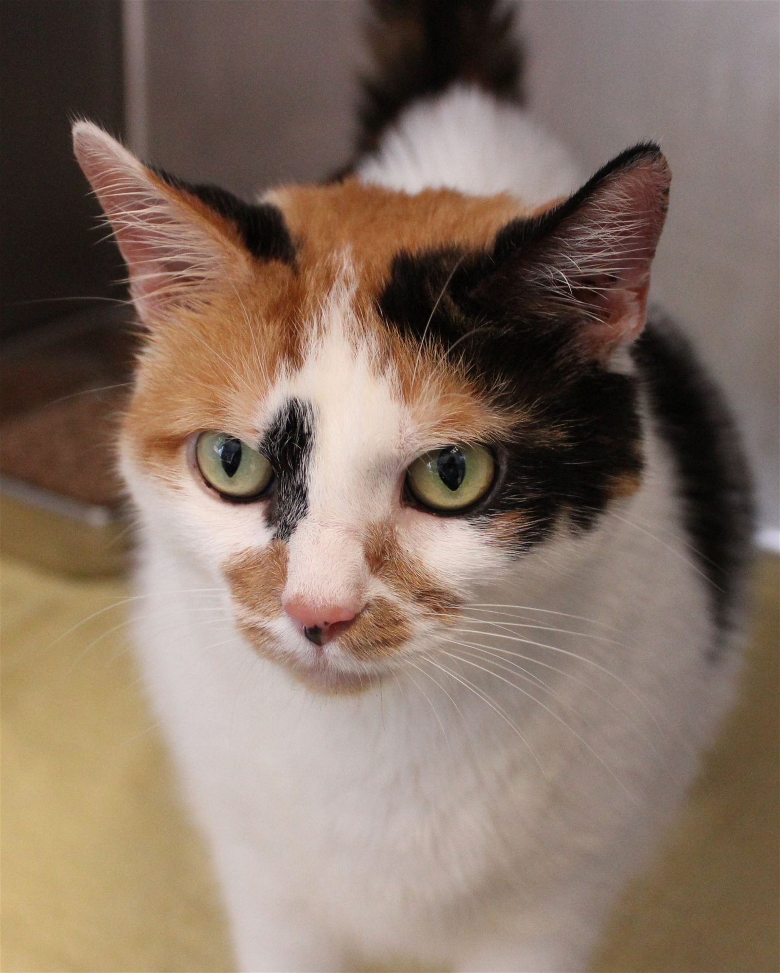adoptable Cat in Hilton Head Island, SC named Orla