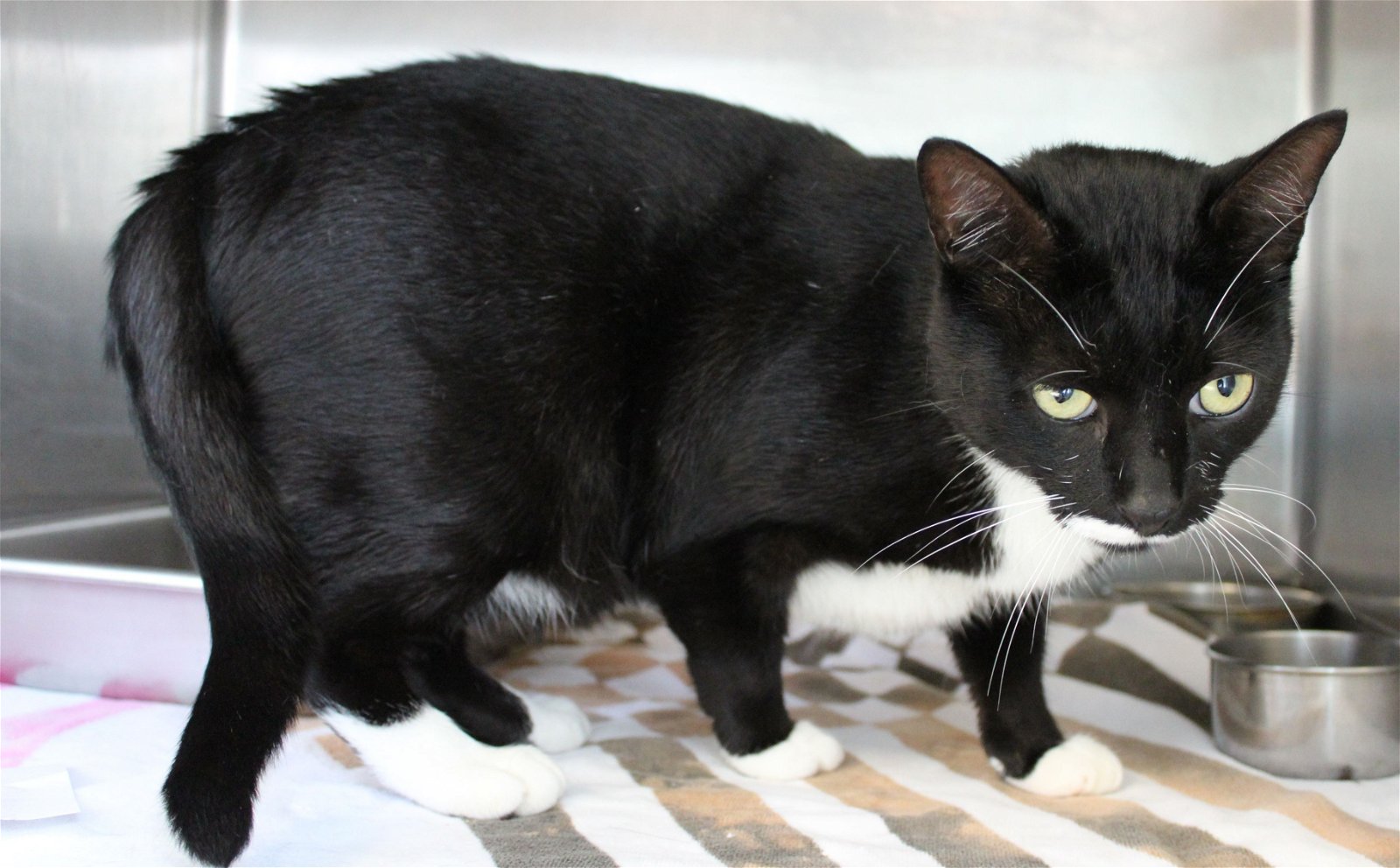 adoptable Cat in Hilton Head Island, SC named Captain