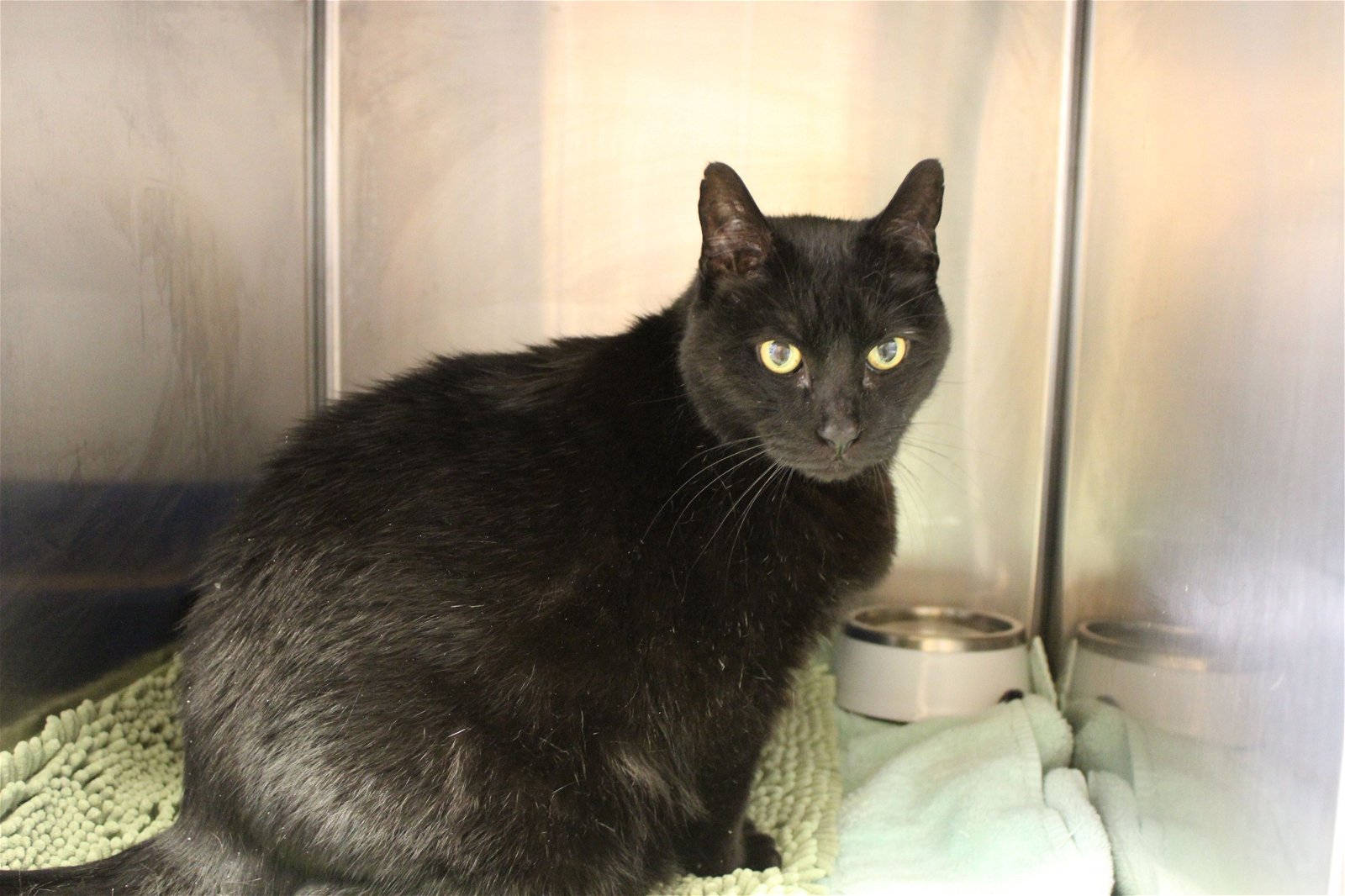 adoptable Cat in Hilton Head Island, SC named Harold