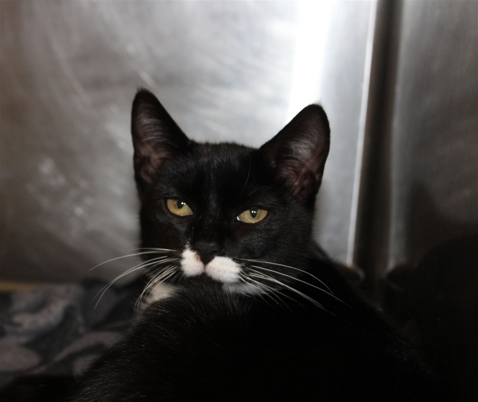 adoptable Cat in Hilton Head Island, SC named Pepper