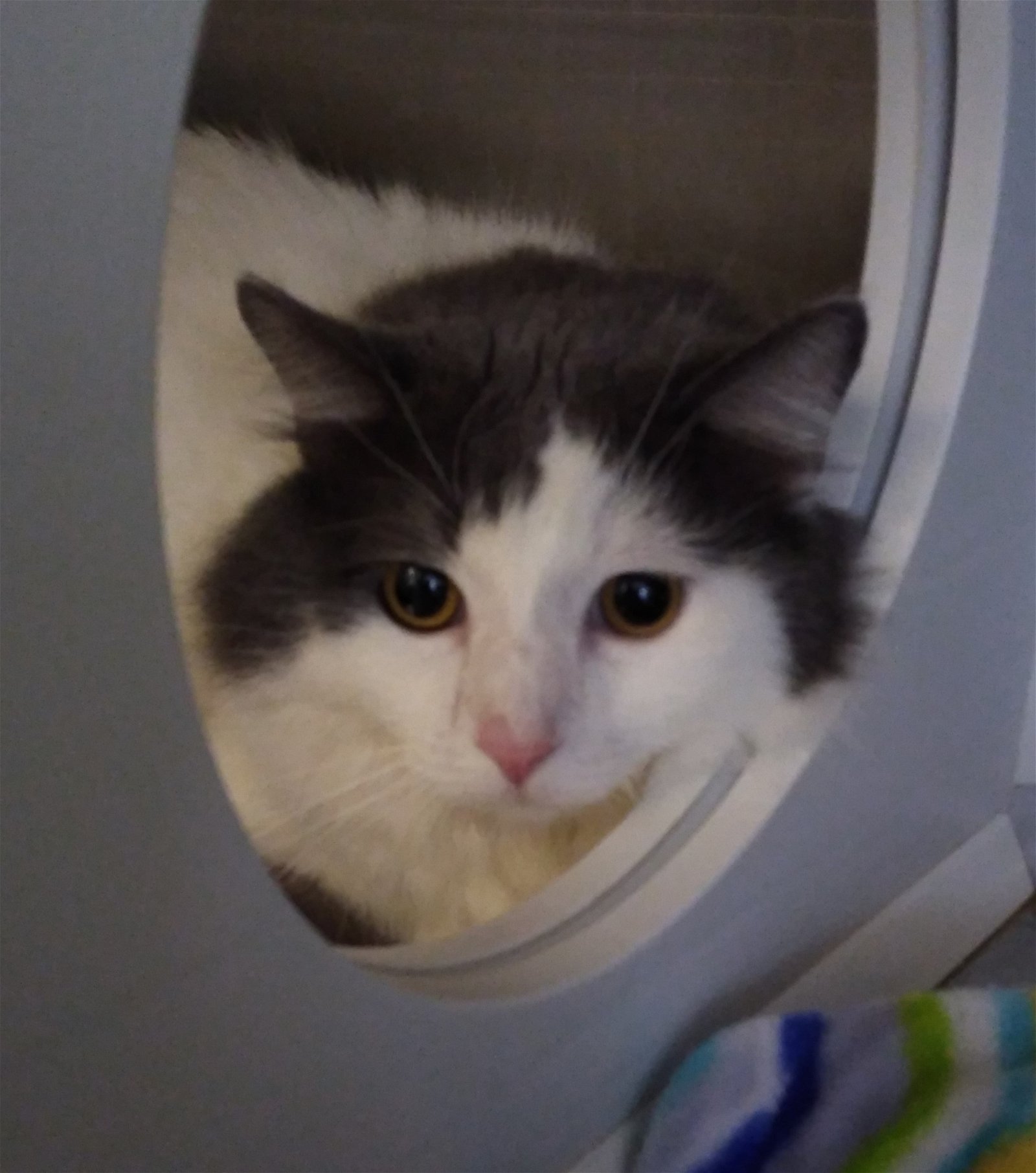 adoptable Cat in Hilton Head Island, SC named Marius