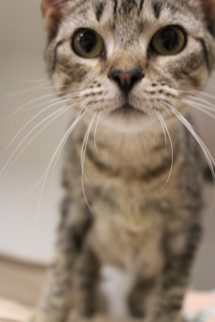 adoptable Cat in Hilton Head Island, SC named Virginia