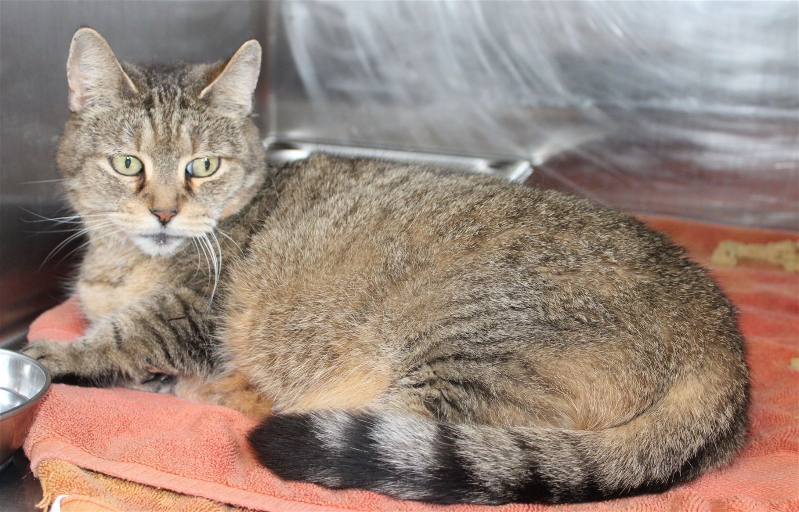 adoptable Cat in Hilton Head Island, SC named Missy