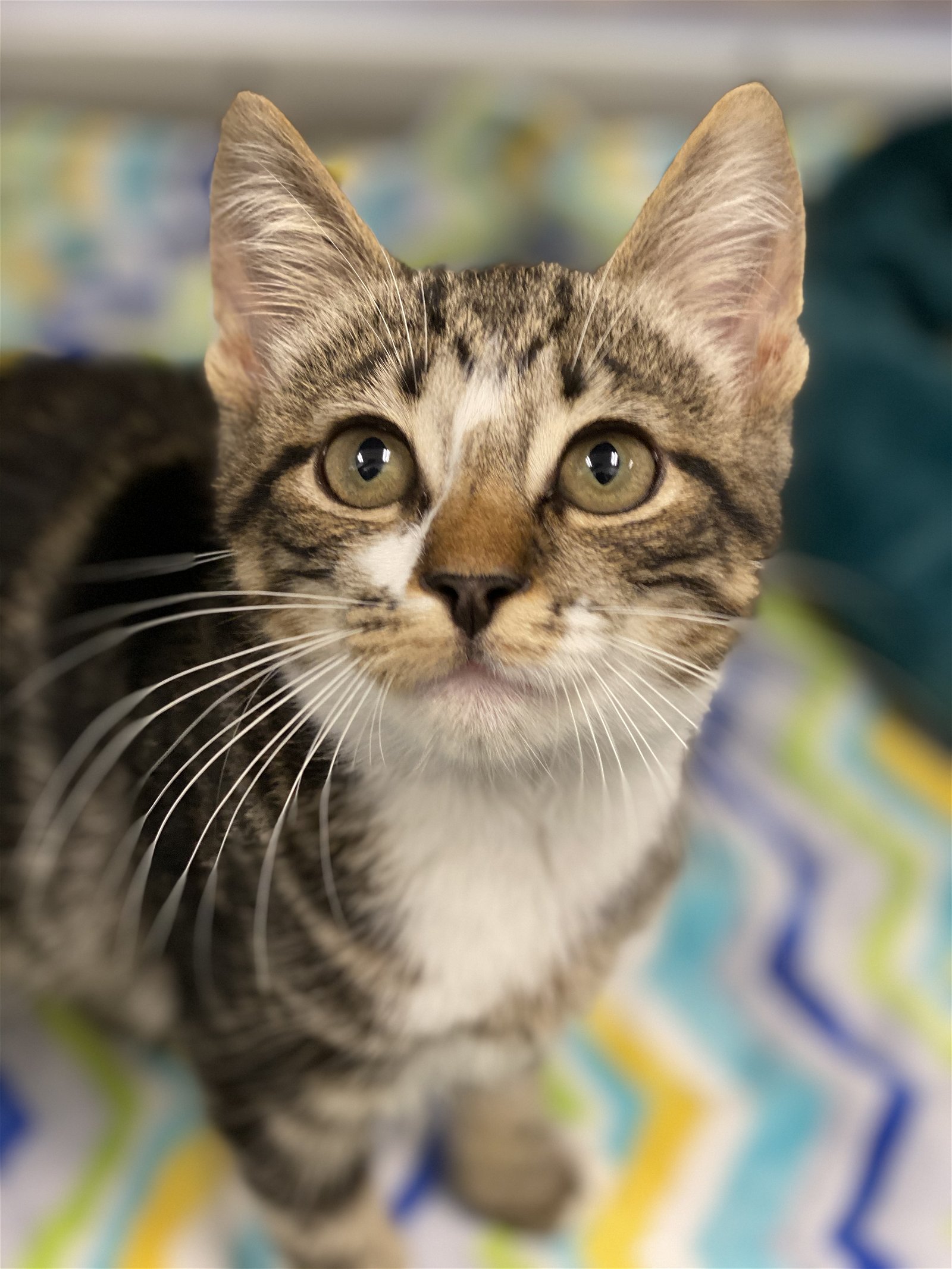 adoptable Cat in Hilton Head Island, SC named Crispin