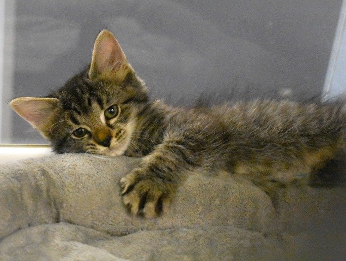 adoptable Cat in Hilton Head Island, SC named Wayne