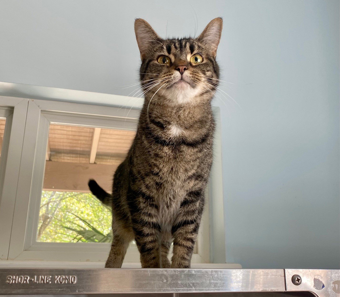 adoptable Cat in Hilton Head Island, SC named Twitch