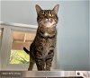 adoptable Cat in , SC named Twitch
